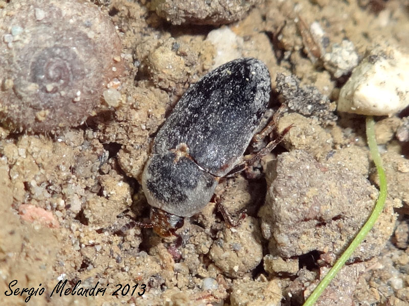 ID Dermestidae: Dermestes frischii (cf.)